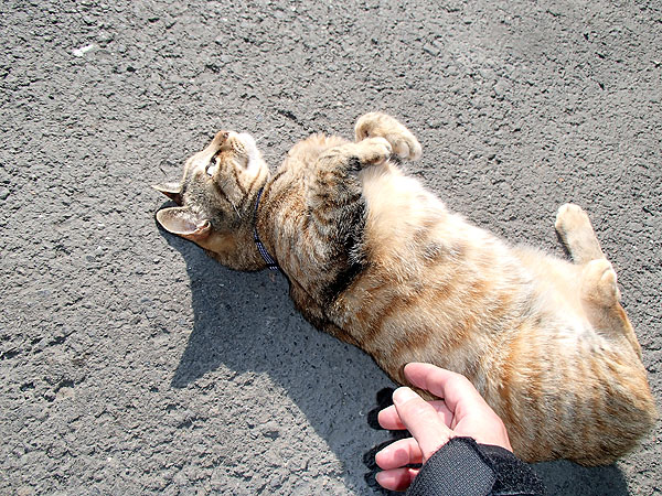 猫